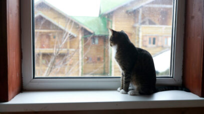 Como evitar a fuga de gatos?