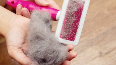 Dermatite em gatos: doenças de pele em felinos causam dor e desconforto