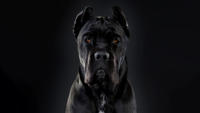 Cane Corso