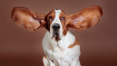 cães de orelha grande