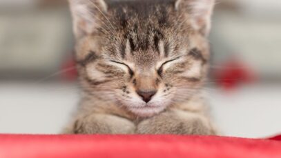 Como identificar e tratar a conjuntivite em gato?