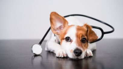 Mês da Saúde: Petlove lança campanha que evidencia a relevância dos planos de saúde para o bem-estar dos pets