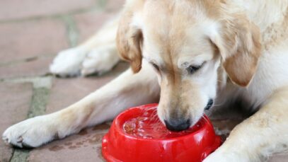 Alertas para a doença renal crônica em pets