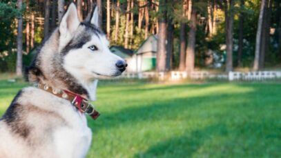 Husky siberiano