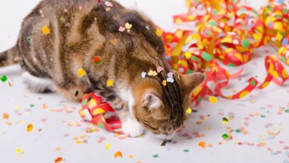 gatos mais comuns no Brasil