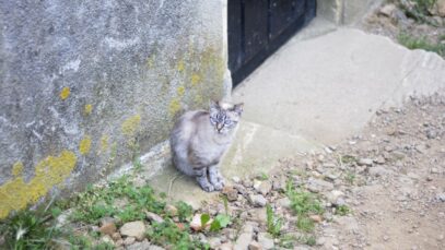 gato volta para casa