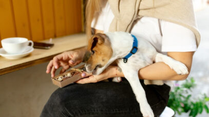 Alimentos proibidos para cães