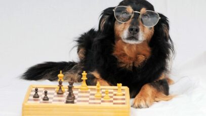 raça de cachorro mais inteligente