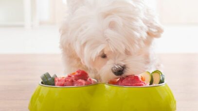Qual é a dieta para pets mais apropriada?