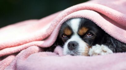 Por que o cachorro vomita