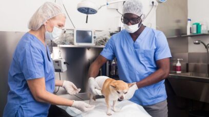 Castração em cães