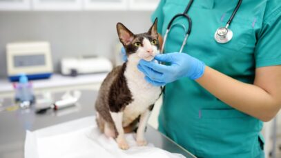 Medicina Veterinária