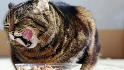 Ração para gatos tem preço como principal requisito