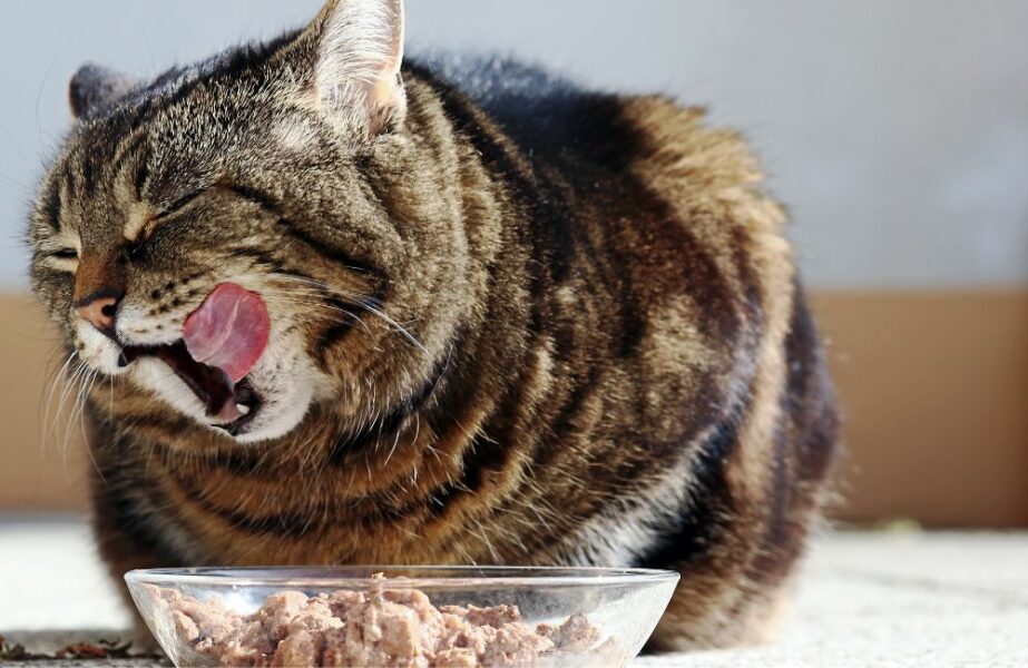 Design sem nome – 2023-05-24T142328.296 Ração para gatos