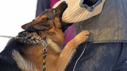 Conheça os cães com as mordidas mais fortes do mundo