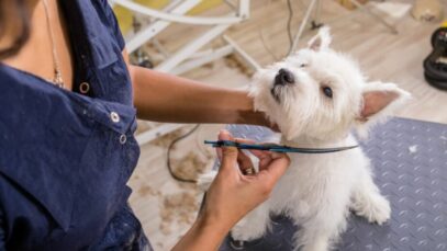 Brasil tem 2,8 milhões de novos empregos no mercado pet