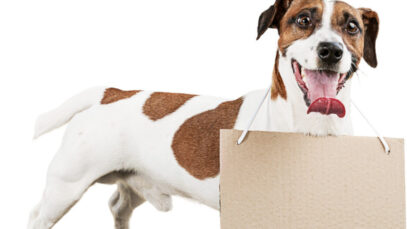 Nomes de cachorro: uma escolha ligada a afeto e imaginação