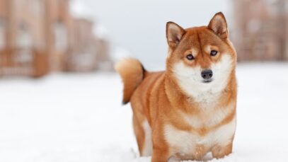 Shiba Inu