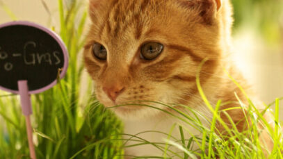 Erva de gato: efeitos recreativos e terapêuticos para manter o pet saudável