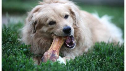 Cachorro pode comer osso?