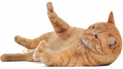 Gato com dor na coluna