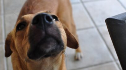 O que explica um cão cheirar as partes íntimas dos humanos?