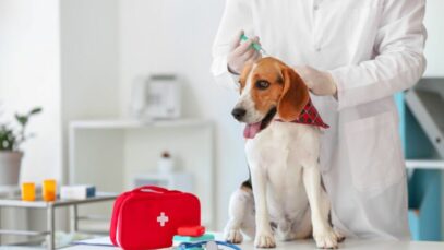 Seguro para pets recebe impulso de corretoras e startups