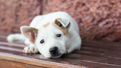 Motivos e eventos que podem deixar um cachorro triste