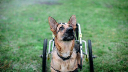 Pets com deficiência