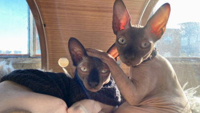 Sphynx, o curioso gato sem pelos