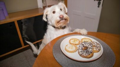 Diabetes em cães e gatos afeta 14% dos pets