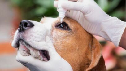 Doenças oculares em cães