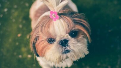 Cachorrinho shih-tzu