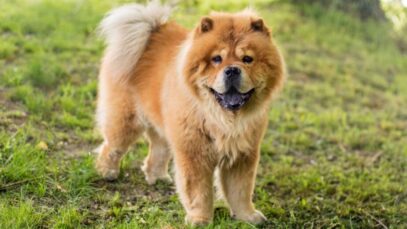 Chow chow