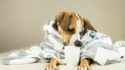 Alimentação dos pets no inverno