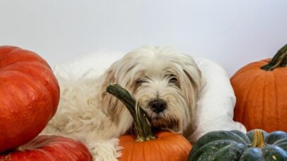 Vermífugo natural para cães