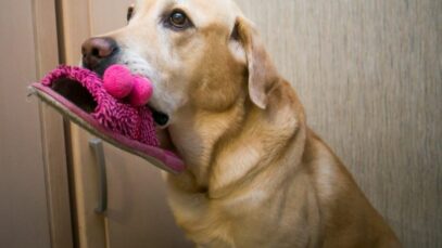 Cachorro pedindo ajuda