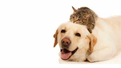 peixe para cães e gatos