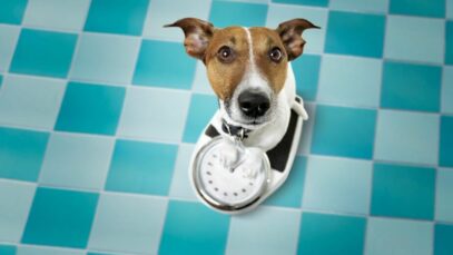 como fazer o cachorro emagrecer