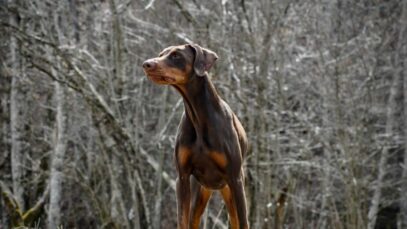 Dobermann