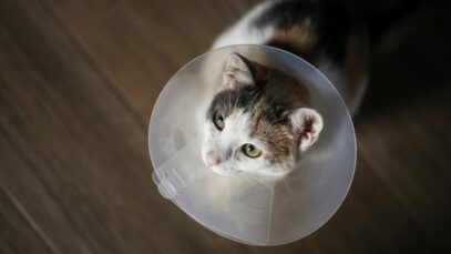 Castração de gatos