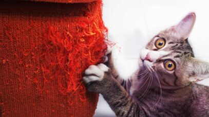 Gato arranhando o sofá