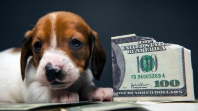 Mercado pet no Brasil