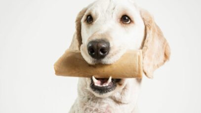 ossos para cachorros