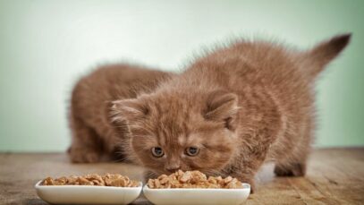 Ração para gatos filhotes