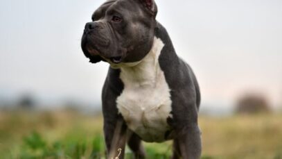 American Bully
