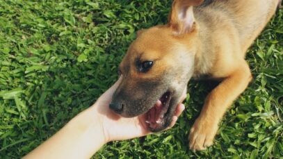 Leishmaniose visceral tem 200 cães infectados para cada pessoa afetada