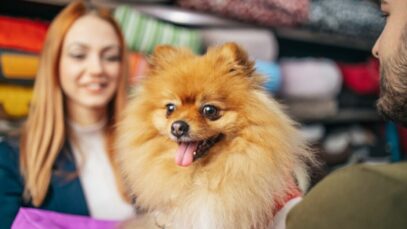 Venda de animais em pet shops tem disputa política em SP