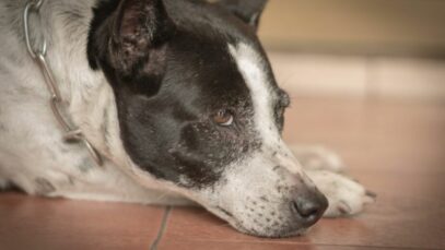manchas escuras na pele do cachorro