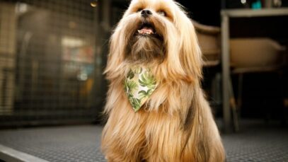 queda de pelo em cachorros